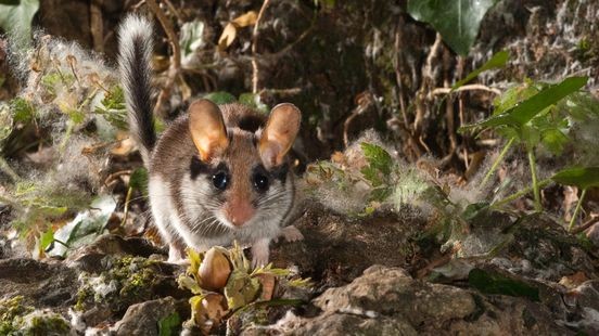 Eikelmuizen krijgen oversteekbomen voor veilige route tussen leefgebieden