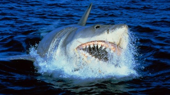 Jaws keert terug in Limburgse bioscopen: na 50 jaar nog steeds angst, maar haai blijkt onschuldig