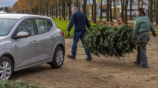 Zaterdag topdrukte in kerstbomenverkoop direct na Sinterklaas