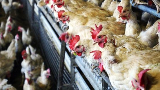 Landelijke ophokplicht pluimvee vanwege vogelgriep