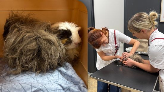 Woezel en Shelly testen als eersten de nieuwe knaagdierspreekkamer in Roermond