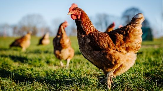 Duizenden dode vogels en ongeruste pluimveehouders: dit moet je weten over de vogelgriep