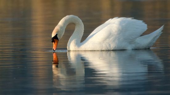 Vogelgriep in Kasteelpark Born: zwanen, ganzen en eenden worden geruimd