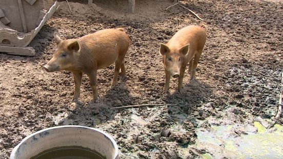 Jager schiet per ongeluk zwijn van Moerveld dood: 'De grond zakt onder je voeten weg'