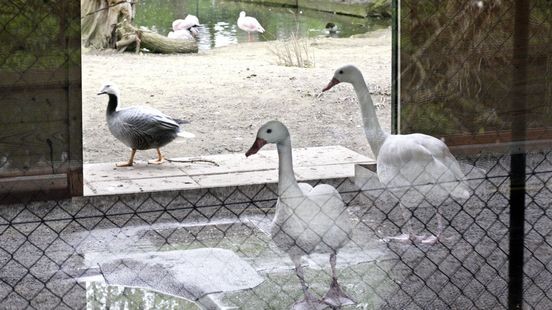 Kasteelpark Born na ruimen vogels: 'Het had nog erger gekund'
