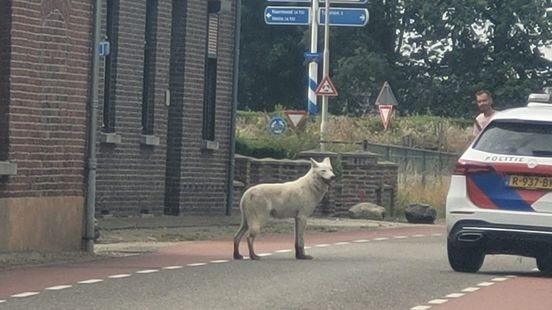 Opschudding in Venlo en Tegelen vanwege ontsnapte 'wolf', politie probeert dier te vangen