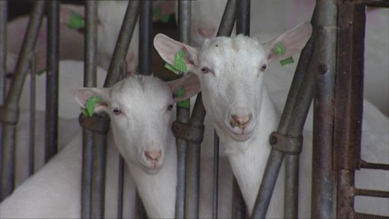 Leven in de buurt van een geitenhouderij: 'Ik begin me wel zorgen te maken'