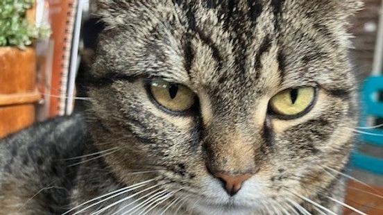 Ontvoerde kat Poessie uit Maastricht duikt op in Schiedam: 'Ik stond te trillen op mijn benen'