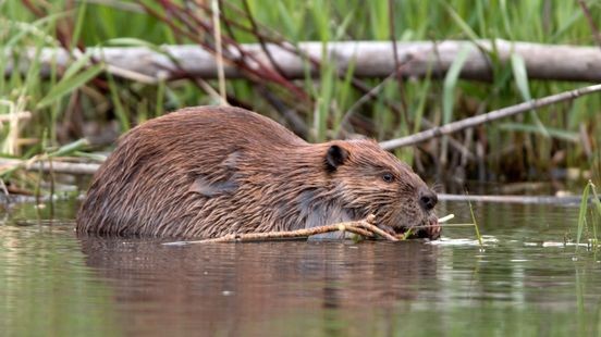 Provincie Limburg denkt mee over aanpak overlast bevers in Weert
