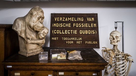 Nederland geeft fossielen Dubois-collectie terug aan Indonesië