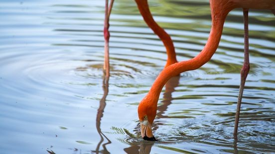 Vogelgriep treft kweekcentrum van flamingo's en kraanvogels: 120 vogels geruimd