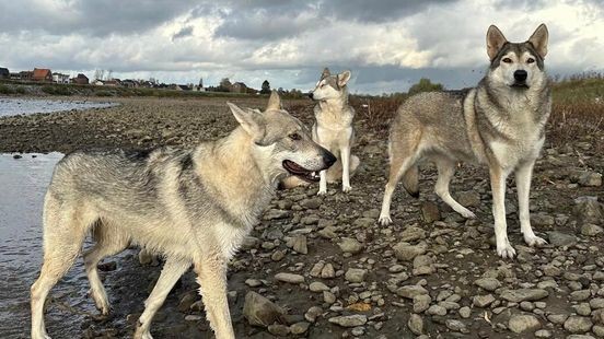Madeleine leeft met roedel wolfhonden: 'Je moet weten wat je in huis haalt'