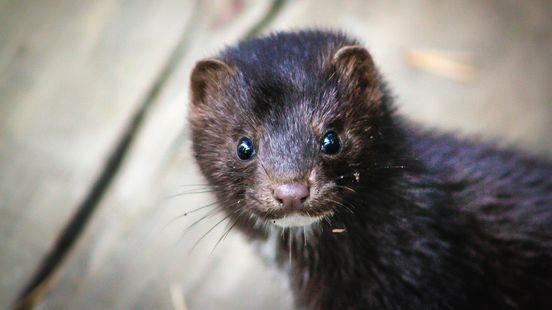 Vergoeding gestopte pelsdierhouders moet hoger