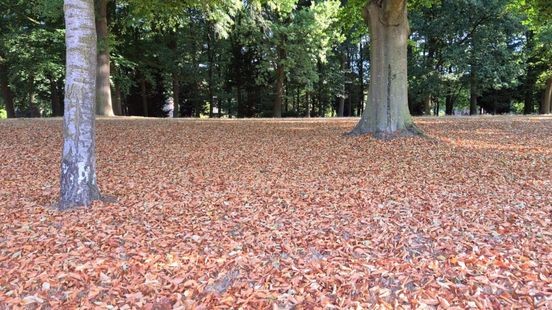 Waarom verliezen bomen nu al hun bladeren?