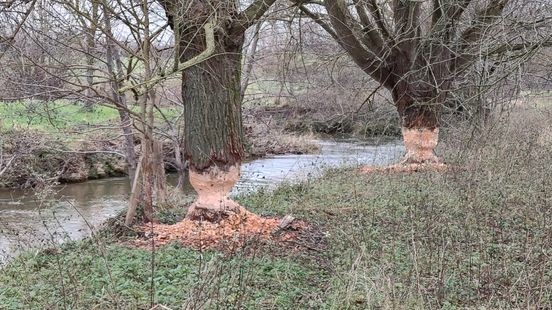 Limburg wil meer ruimte voor aanpak bever