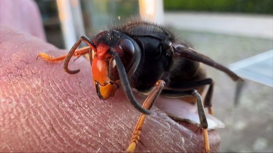 Aziatische hoornaar rukt op: imkers luiden de noodklok voor verzwakte bijenvolken en biodiversiteit