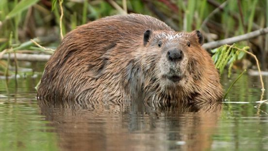 De bever in Limburg: geliefd en gehaat