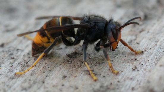 Limburgse politiek wil praten over grensoverschrijdende bestrijding Aziatische hoornaar