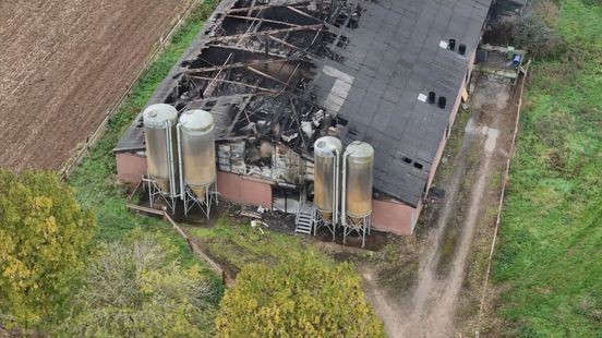 Brandweer ontdekt nog honderden levende varkens in afgebrande stal