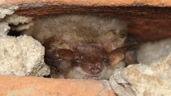 Limburgse gemeenten gaan vleermuizen tellen en dat kan duizenden euro's besparen