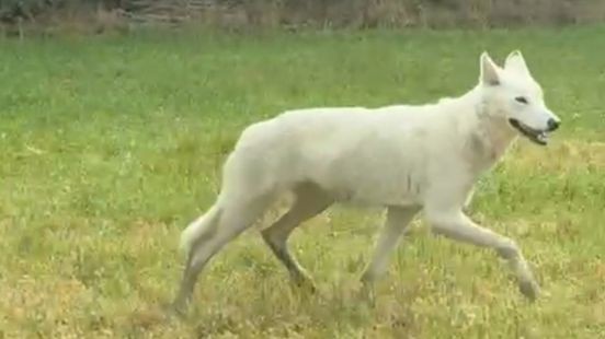 Animal Rights eist uitleg van politie na dood 'hybride wolf': 'Geen wolf, maar iemands huisdier'