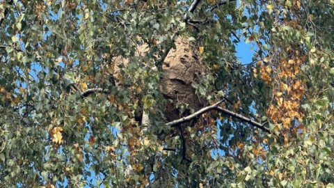 Zorgen in Heerlen om gigantisch nest Aziatische hoornaars