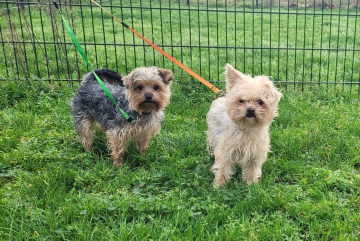 Dier van de week: Boomer-duo Ollie en Bobby zoekt een nieuw thuis