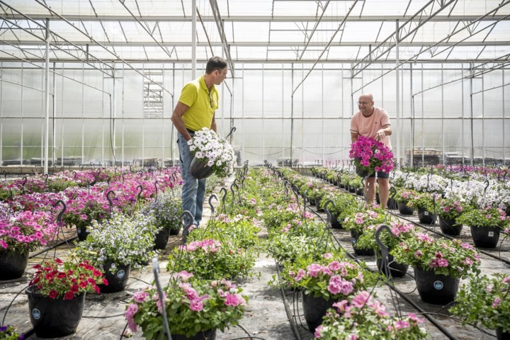 Kwekerij in Sint Odiliënberg onderneemt gasloos en duurzaam: ‘Terug naar de natuur, naar 1980’