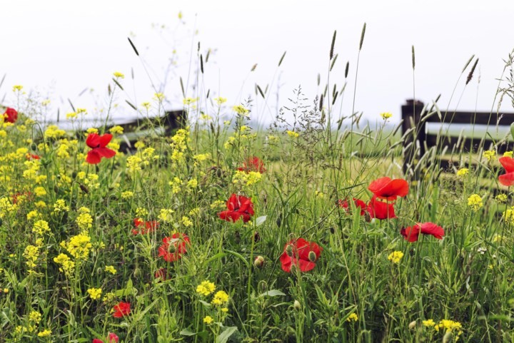 Bloemenpracht in bermen en plantsoenen: veel mensen worden er blij van, maar in Roerdalen storen ze zich eraan
