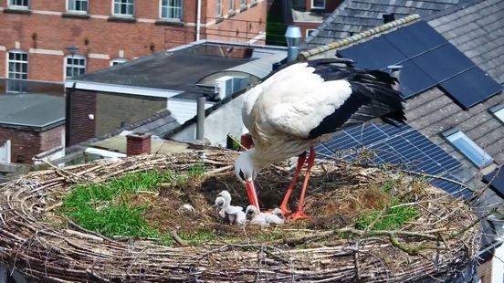Ooievaar vliegt steeds meer boven Limburg maar broedt nog mondjesmaat