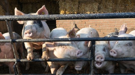Provincie bezorgd over Afrikaanse varkenspest: 'Hulp van alle Limburgers is cruciaal'