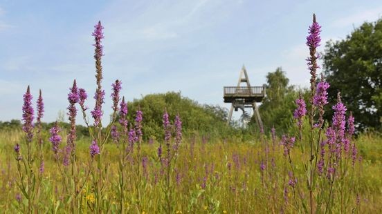 Limburgs Landschap werkt aan natuurherstel Reigersbroek: 8 hectare landbouwgrond wordt natuur
