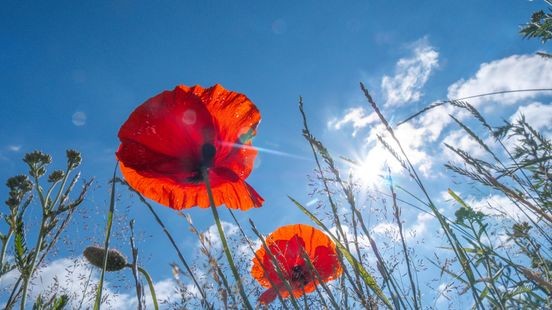 Zomer start zeer zonnig: op-één-na warmste juni