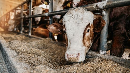 Provincie komt met Limburgse aanpak stikstofcrisis