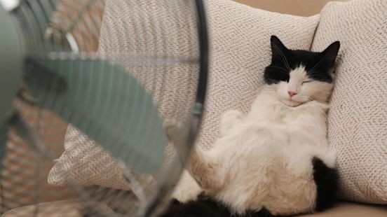 Hoe houd jij je huisdier koel in de tropische hitte?