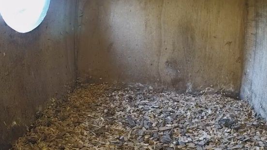 Beleef de Lente zonder bosuilen in Vlodrop