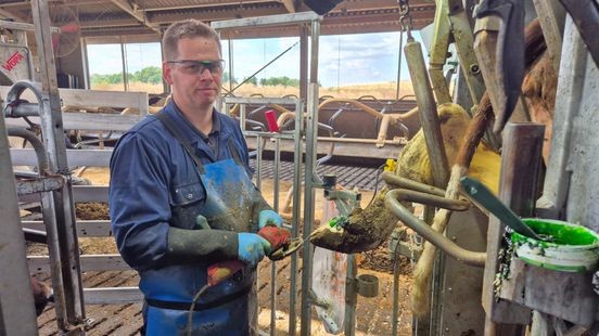 Bram uit Melick is fulltime koeienpedicure: 'Voor iedere koe is een aparte behandeling nodig'