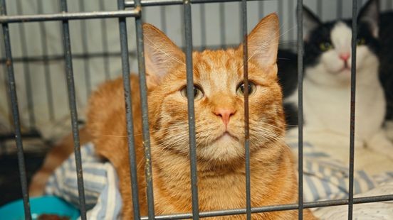 Verwaarloosde katten en kadavers in vakantiehuisje: tien jaar huisdierverbod en stok achter de deur