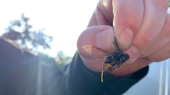 Peel en Maas zet imkers in tegen Aziatische hoornaar met speciale apparatuur