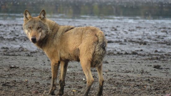Wolven in Limburg: is het nu een wolf of een hond?