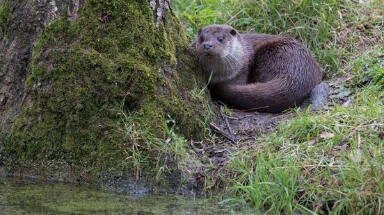 Otter krijgt voet aan de grond in Zuid-Limburg, bewijzen dna-sporen