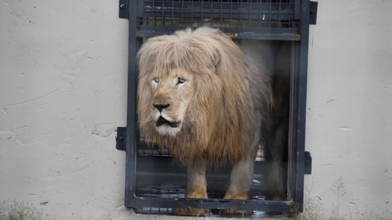 Leeuw Mannie veilig aangekomen in Zuid-Afrika