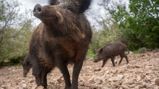 Zwijnenrel in Meerssen pas opgelost na inzet bemiddelaar