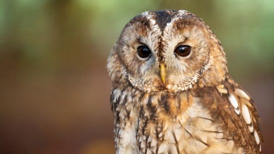 Alsnog bosuilen in nestkast Vlodrop gespot: 'Hadden camera's al bijna uitgezet'