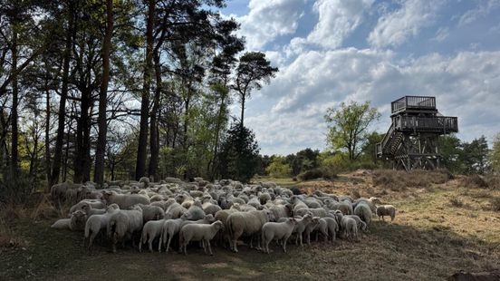 Vijf jaar na de vlammen: De Meinweg bewijst hoe de natuur zichzelf herstelt
