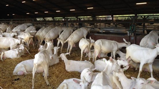 Provincie houdt voorlopig vast aan geitenstop