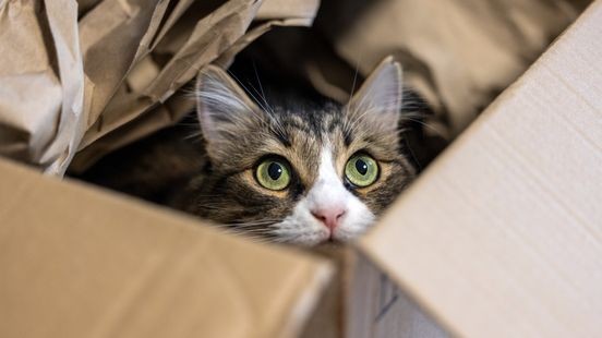 Verwaarlozen honden en katten in Herkenbosch: celstraf en levenslang houdverbod geëist