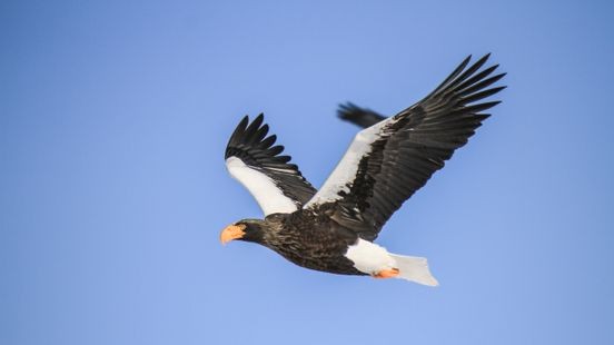 Ontsnapte zeearend gespot boven Limburg