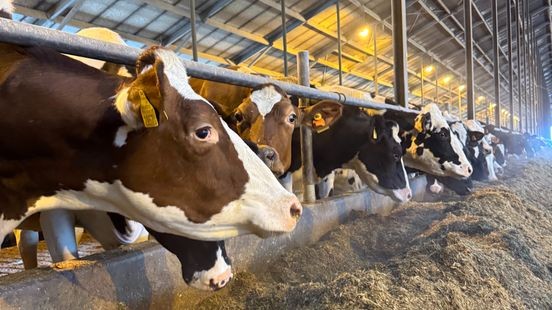 Nieuwe periode van stilstand in stikstofdossier: boeren vrezen opnieuw onzekerheid