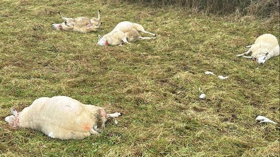 Onderzoek bevestigt: schapen doodgebeten door wolf